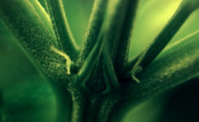 Natural Alternative to Prescription Painkillers – Transdermal Cannabis Patch