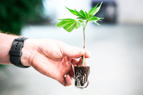 Pesticide Contamination Is a Growing Cannabis Safety Concern