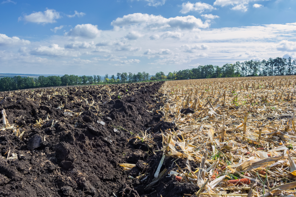 A,Plowed,Field,After,Harvesting,Corn,With,A,Tractor,Complete